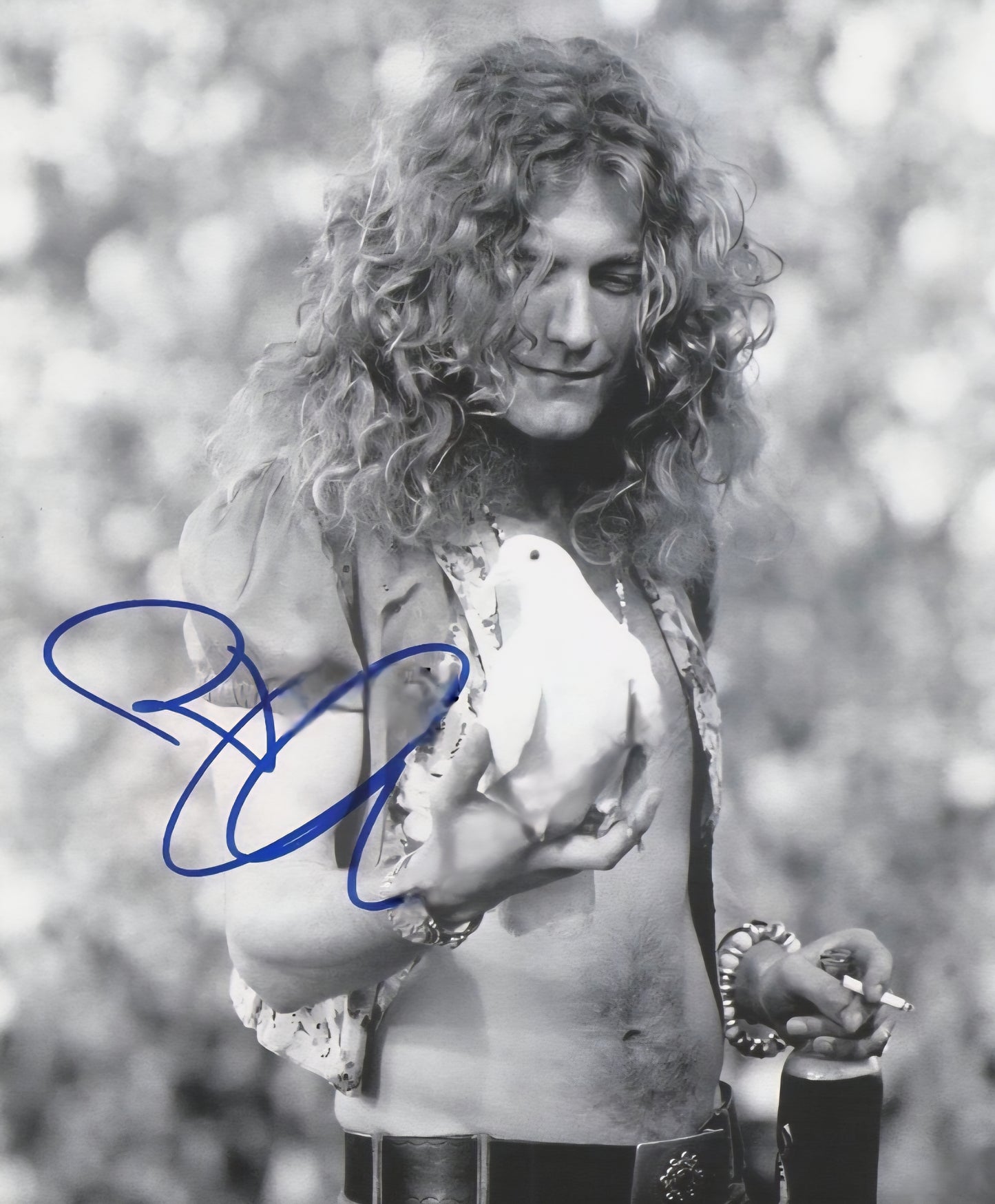 Robert Plant signed photo black and white in blue marker Boston memorabilia