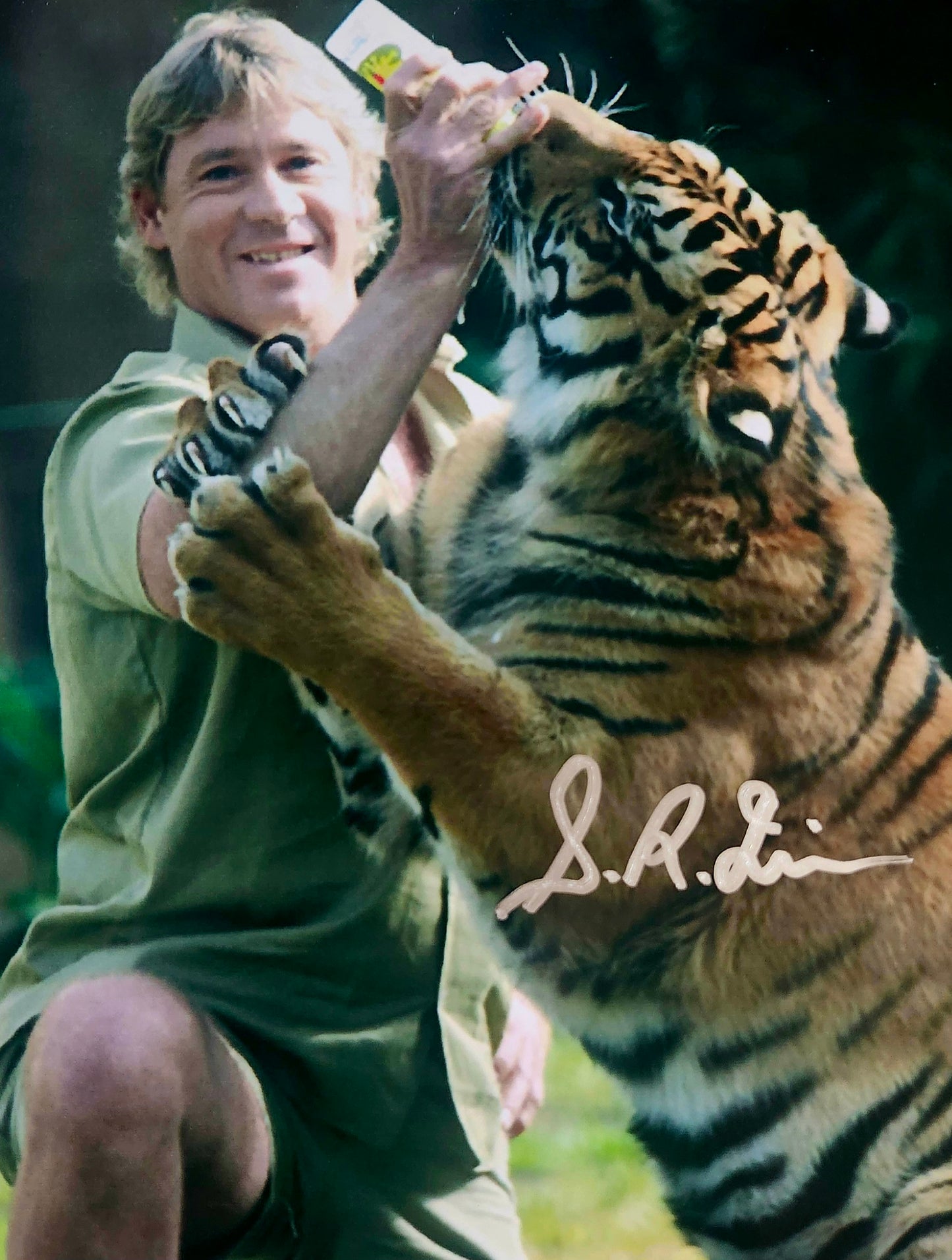 STEVE IRWIN Signed Photo Tiger COA Hologram